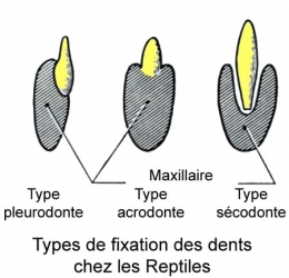 reptiles,sauriens,lacertidés,lézard ocellé