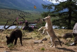 loup,prédation,massif jurassien,stratégie de prédation