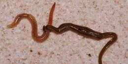 platydemus manokwari,platyhelminthes,mnhn,espèces invasives,prédateur escargots,prédateur vers de terre