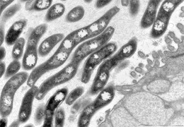 microbiote intestinal,microbiome,institut pasteur