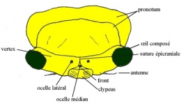 insectes,homoptères,cigale,cicadidés,cicadidae