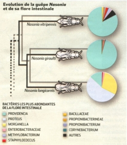 Évolution-de-la-guêpe-Nasonia-et-de-sa-flore-intestinale-450.jpg