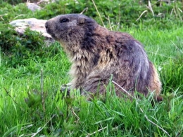 mammifères,marmotte,hibernation