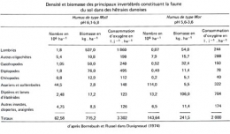 Tableau-densité-et-biomasse-faune-sol-hêtraie-450.jpg
