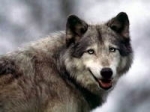 loup_02-logo.jpg