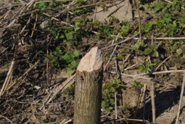 castor fiber,castor canadensis,bièvre,pascal juif