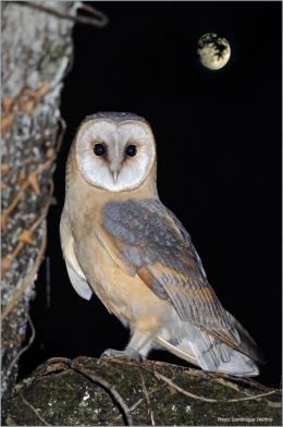 chouette effraie,dominique delfino,photographe naturaliste et animalier,brognard,pays de montbéliard