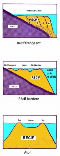 01Récifs_types-1.jpg