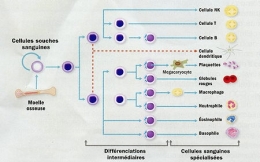 04-Cellules souches-1.jpg