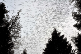 dominique delfino,photographe naturaliste et animalier,pinson du nord,ornithologie,courtavon,vendlincourt