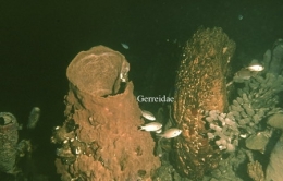 110Gerreidae-1.jpg