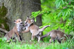 dominique delfino,renard,renardeau,