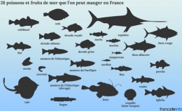 26-poissons-et-fruits-de-mer-que-'on-peut-manger-en-France-450.jpg