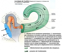 Figure11-Étapes-de-l'audition-450.jpg