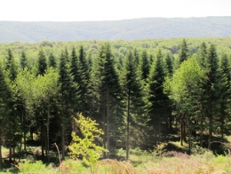 biodiversité et productivité de la forêt,global forest biodiversity initiative