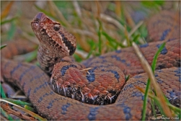 Vipera-aspis-©-Michel-Cottet-450.jpg