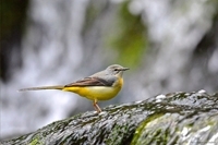 bergeronnette des ruisseaux,dominique delfino,photographe naturaliste et animalier,pays de montbéliard