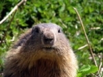 mammifères,marmotte,hibernation