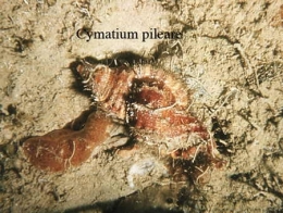 124Cymatium pileare2-1.jpg