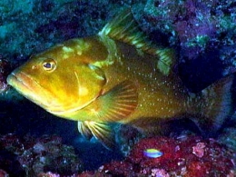 Epinephelus morio1-1.jpg