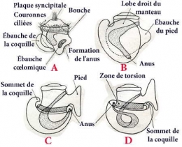 mollusques-développement.jpg