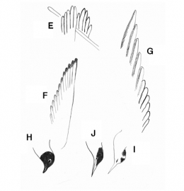 mouettes & sternes-450.jpg