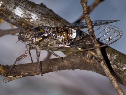 insectes,homoptères,cigale,cicadidés,cicadidae