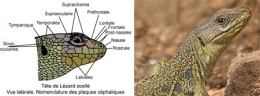 reptiles,sauriens,lacertidés,lézard ocellé