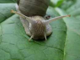 Helix_pomatia_L_53-1.jpg