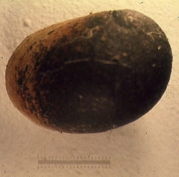 Helix_aspersa_nouveau-né27-1.jpg