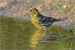 Serin-cini-450.jpg