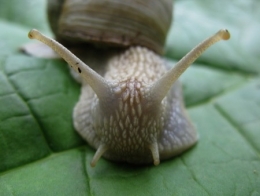 Helix_pomatia_L_30-1.jpg