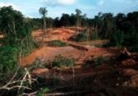 environnement,pollution,guyane,orpaillage