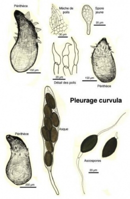 Champignons_coprophiles_043-11.jpg