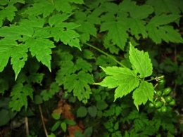 Actée en épi, Herbe de saint Christophe (Actaea spicata)_0174.jpg