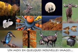 dominique delfino,photographe naturaliste et animalier,bécassine des marais,migration automnale