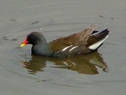 Poule d'eau2-1.jpg