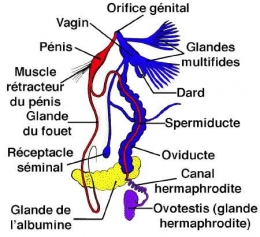 escargot-Appareil-génital.jpg