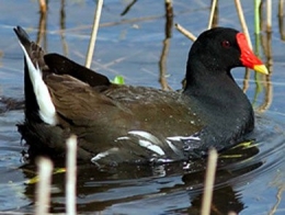 pouledeau12-1.jpg