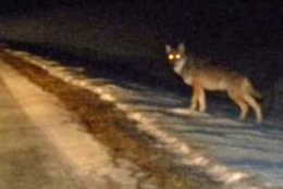 loup,jura,prédateurs,retour du loup,massif jurassien,foncine le haut