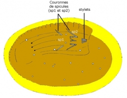 nematomorpha,gordiidae,parasites manipulateurs