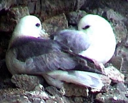 Fulmar1.jpg