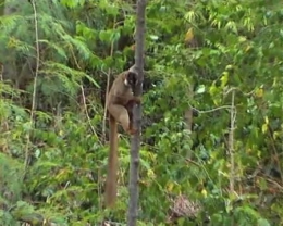 lepilemur dorsalis1.jpg