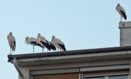 cigogne blanche,migrations oiseaux,migration printanière