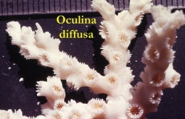 32Oculina diffusa1-1.jpg