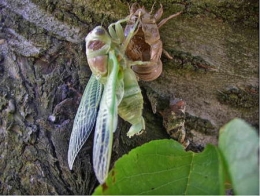 insectes,homoptères,cigale,cicadidés,cicadidae