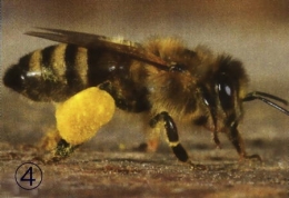 abeilles,pathologie des abeilles,nosema,gaucho