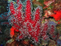 Alcyonium_acaule_Guillaume-1.jpg