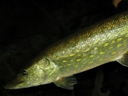 brochet02-1.jpg