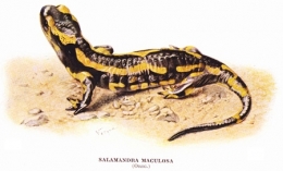 Salamandra-maculosa-blog.jpg